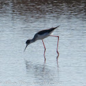 Black-winged Stilt; Cigüeñuela