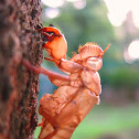 Cicada Husk