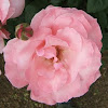 Single Pink Rose.jpg