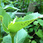 Cup Plant