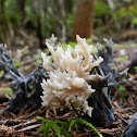 Coral Fungi