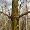 Striped Maple