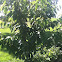 Cherry Tree