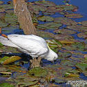 Sulphur Crested Cockatoo