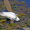 Sulphur Crested Cockatoo
