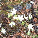 Grass of Parnassus