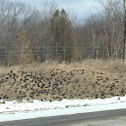 Starling