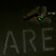 Long-legged Fly