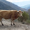 Vaca. Cow