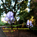Aconitum