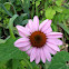 Purple coneflower