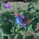 Red-spotted Purple