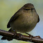 Chiffchaff; Mosquitero Común