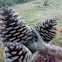 pine cone