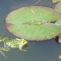 Frog (Rana)
