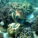 Green sea turtle