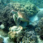 Green sea turtle