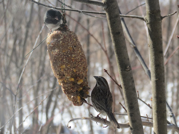 Spotting Image 1