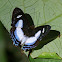 Irenia Metalmark