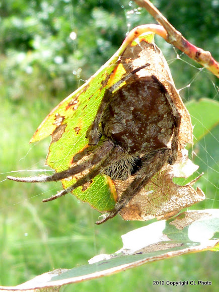 Spotting Image 1