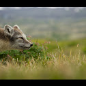 Arctic Fox