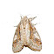 Streaked Tussock Moth