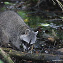 Common Raccoon