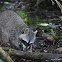 Common Raccoon