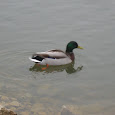 Water Birds of North Eastern USA