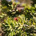 Anna's Hummingbird
