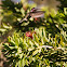 Anna's Hummingbird
