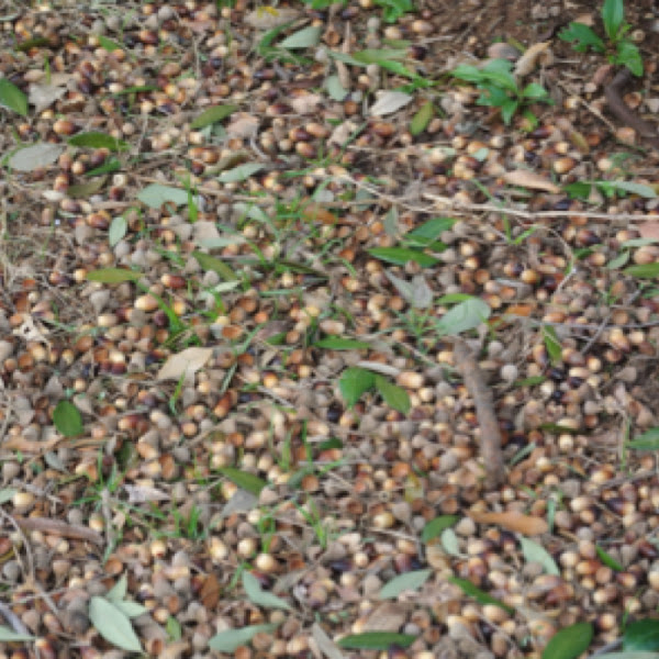 Live Oak acorns Project Noah