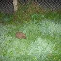 European Hedgehog