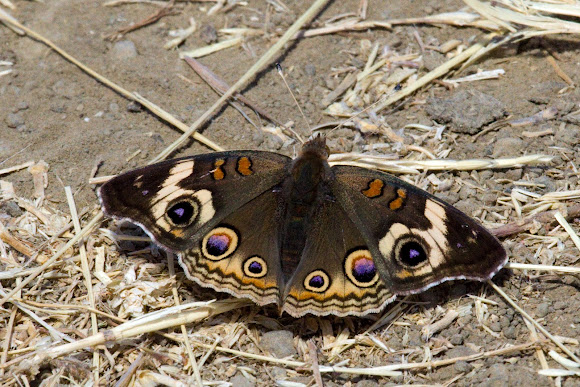 Spotting Image 1