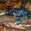 Lamington Spiny Crayfish