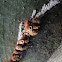 Gum Tree Scale (lerp #10)