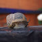 Garden Snail