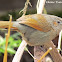 Streaked Laughingthrush