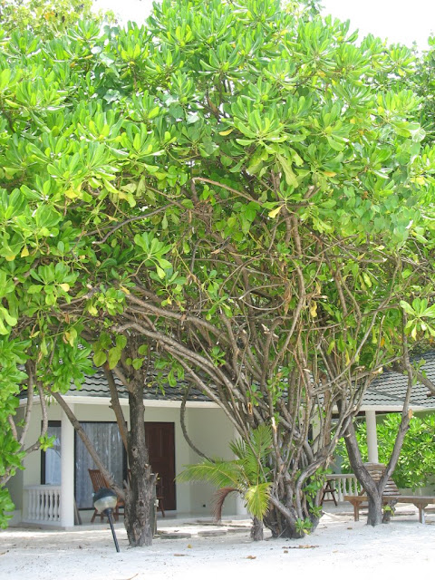 la umbra copacilor in Paradise Island - Maldive la umbra copacilor