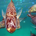 Pink snapper