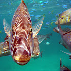 Pink snapper