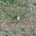 Thirteen-lined Ground Squirrel