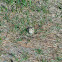 Thirteen-lined Ground Squirrel