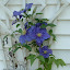 Clematis