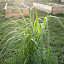 Pink Pampas Grass