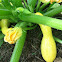 Yellow Summer Squash