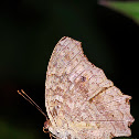 Lemon Pansy