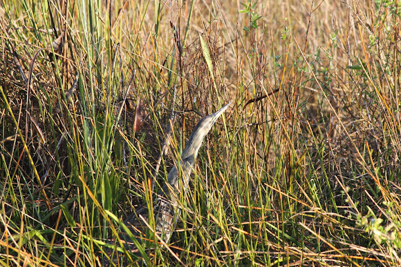 Spotting Image 1
