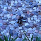 Common Whitetail