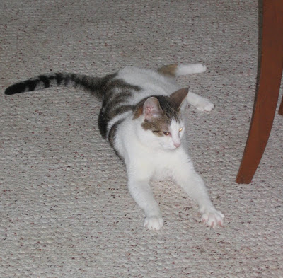 Betty the Cat looks normal here, but she isn't